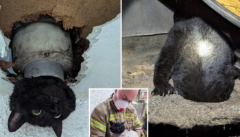 Lucky cat keeps one of its 9 lives after becoming wedged in drainpipe and needing emergency rescue