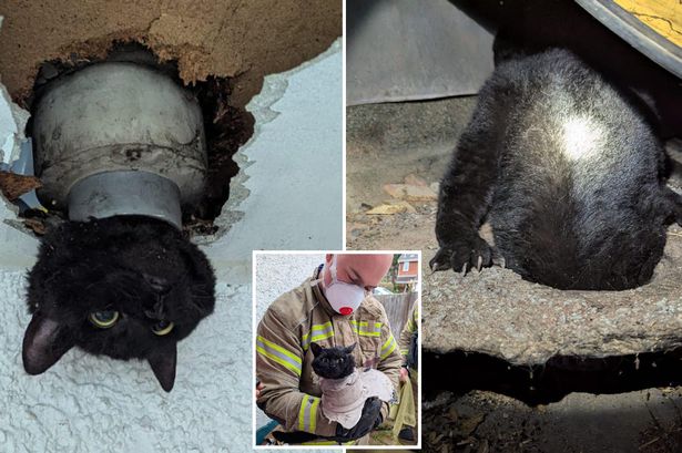 Lucky cat keeps one of its 9 lives after becoming wedged in drainpipe and needing emergency rescue