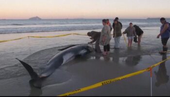 People join forces to save 30 whales stranded on beach