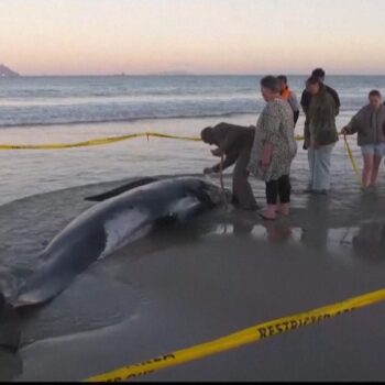 People join forces to save 30 whales stranded on beach