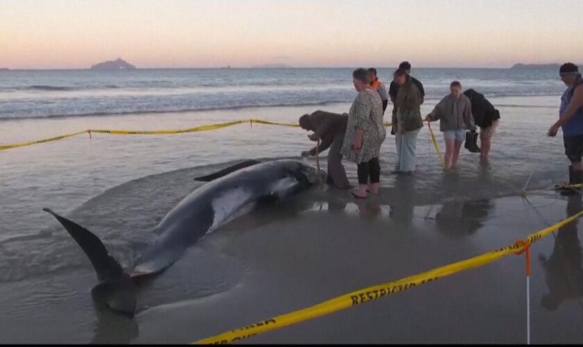 People join forces to save 30 whales stranded on beach