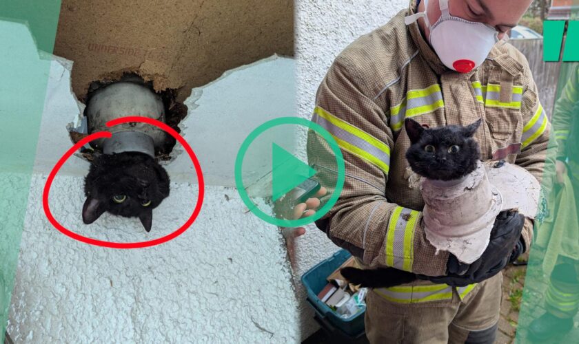 En Angleterre, cette chatte coincée dans un tuyau d’évacuation a été sauvée par les pompiers