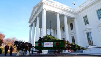 Der diesjährige Weihnachtsbaum stammt aus North Carolina. Foto: Susan Walsh/AP