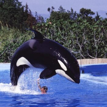 Orques de Marineland : Agnès Pannier-Runacher justifie son refus d’envoyer les mammifères au Japon