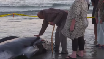 Nouvelle-Zélande : des dauphins pilotes échoués sauvés miraculeusement grâce à des centaines d’habitants