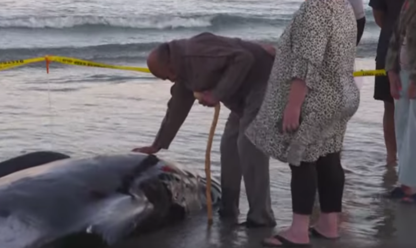 Nouvelle-Zélande : des dauphins pilotes échoués sauvés miraculeusement grâce à des centaines d’habitants