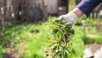 Quickest way to eliminate weeds from patios using common kitchen item