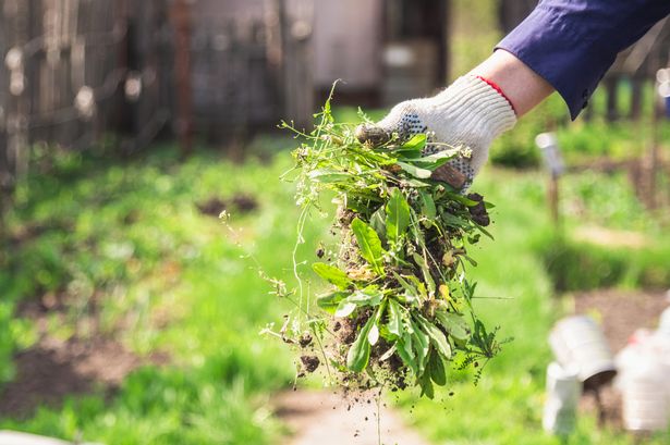 Quickest way to eliminate weeds from patios using common kitchen item