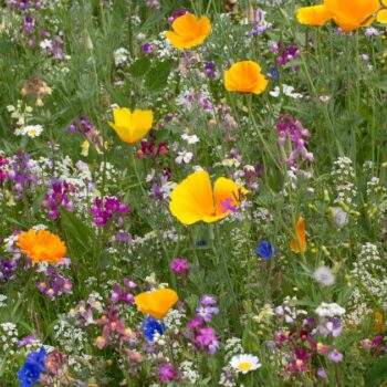 Les fleurs sauvages semées dans les villes, une bonne chose pour la biodiversité