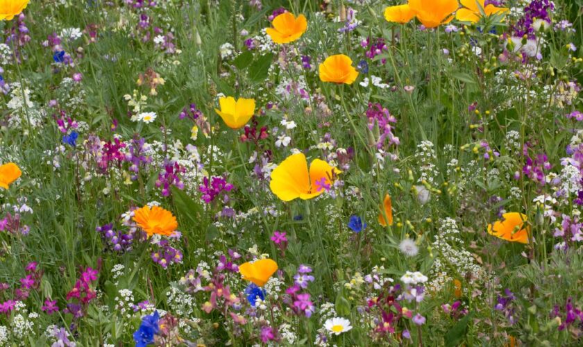 Les fleurs sauvages semées dans les villes, une bonne chose pour la biodiversité