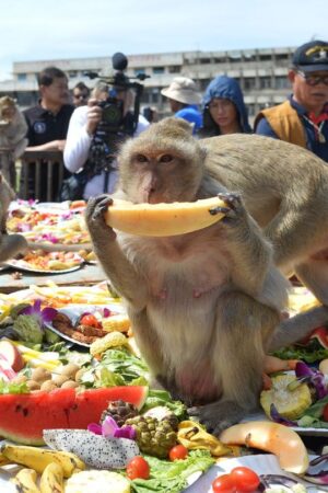 Beim Affen-Bankett dürfen sich die Makaken einmal im Jahr die Bäuche vollschlagen. Foto: Rachen Sageamsak/XinHua/dpa