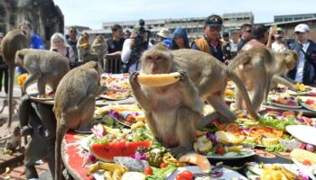 Beim Affen-Bankett dürfen sich die Makaken einmal im Jahr die Bäuche vollschlagen. Foto: Rachen Sageamsak/XinHua/dpa