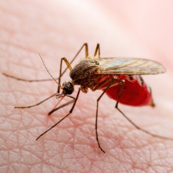 Texas records first locally transmitted dengue fever case of 2024