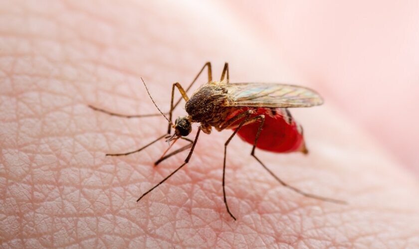 Texas records first locally transmitted dengue fever case of 2024