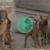 Ce faon pudu né en Argentine dans un bioparc redonne de l’espoir aux chercheurs pour sauver l’espèce menacée