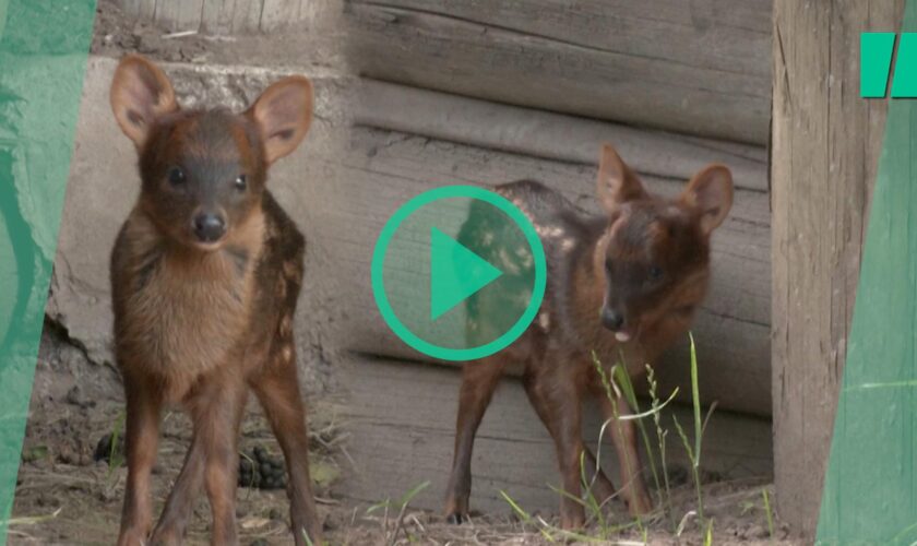 Ce faon pudu né en Argentine dans un bioparc redonne de l’espoir aux chercheurs pour sauver l’espèce menacée