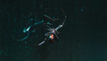 Top 10 des araignées les plus venimeuses et effrayantes du monde