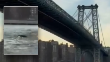 Whale caught on camera surprising New York City residents during swim under Brooklyn Bridge