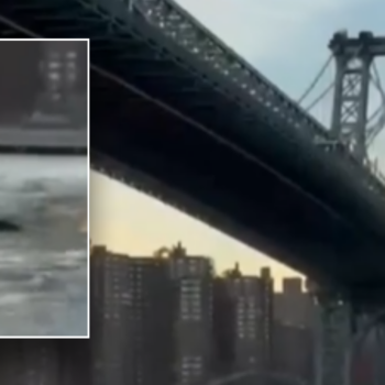 Whale caught on camera surprising New York City residents during swim under Brooklyn Bridge