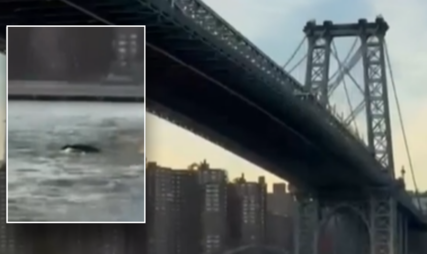 Whale caught on camera surprising New York City residents during swim under Brooklyn Bridge