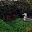 Parmi les 25 plus belles photos nature de l’année, deux Français sont sélectionnés