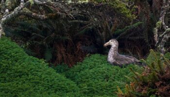 Parmi les 25 plus belles photos nature de l’année, deux Français sont sélectionnés