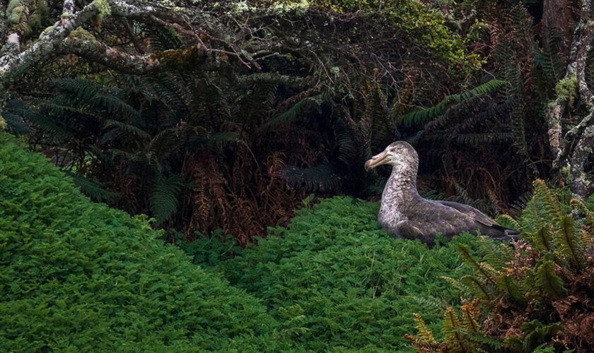 Parmi les 25 plus belles photos nature de l’année, deux Français sont sélectionnés