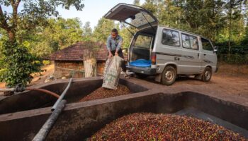 Kaffee-Ernte : Kaffee ist so teuer wie seit fast 50 Jahren nicht mehr