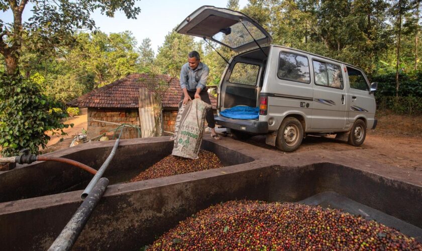 Kaffee-Ernte : Kaffee ist so teuer wie seit fast 50 Jahren nicht mehr