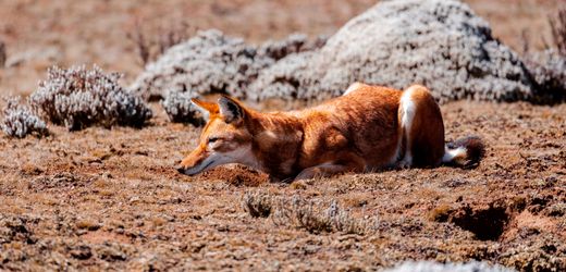 Neuheit unter großen Raubtieren: Der Äthiopische Wolf mag Nektar