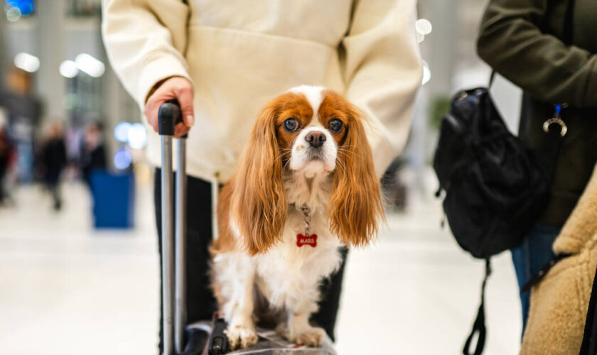 Chien perdu à l’aéroport de Roissy : quatre questions autour du transport des animaux de compagnie par avion