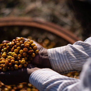 Sécheresse, contexte géopolitique… pourquoi le cours du café arabica est à son plus haut depuis 50 ans