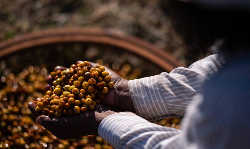 Sécheresse, contexte géopolitique… pourquoi le cours du café arabica est à son plus haut depuis 50 ans