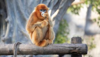 Le ZooParc de Beauval va accueillir une nouvelle espèce inédite en Europe