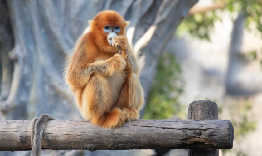 Le ZooParc de Beauval va accueillir une nouvelle espèce inédite en Europe