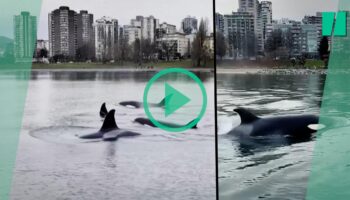 Au Canada à Vancouver, cette famille d’orques a visité le centre-ville