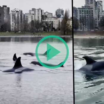 Au Canada à Vancouver, cette famille d’orques a visité le centre-ville