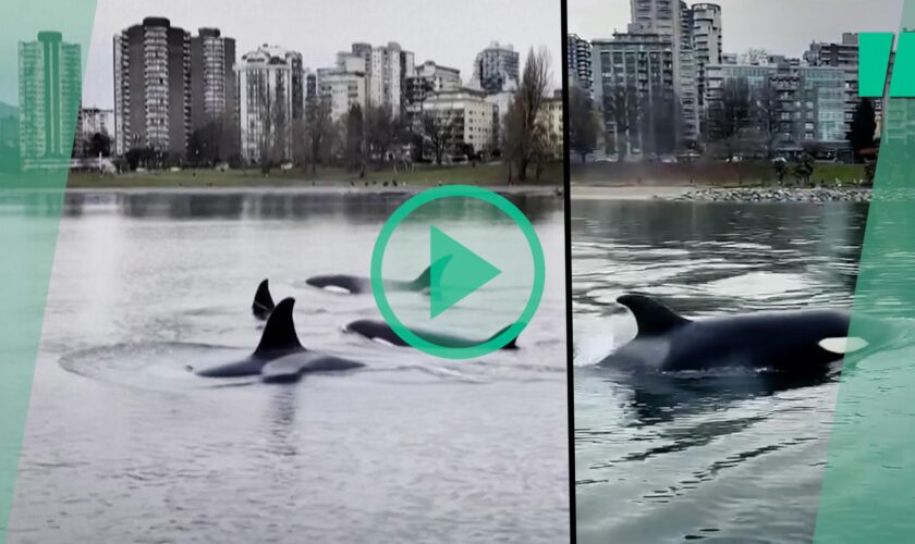 Au Canada à Vancouver, cette famille d’orques a visité le centre-ville