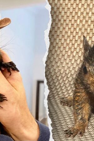 Owners of beloved Peanut the squirrel plan to sue New York state over seizure and killing by authorities