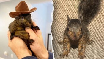 Owners of beloved Peanut the squirrel plan to sue New York state over seizure and killing by authorities