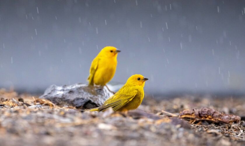 Les oiseaux divorcent davantage à cause de la pluie