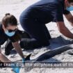 Four dolphins found dead on Mississippi's Petit Bois Island in 'very unusual event'