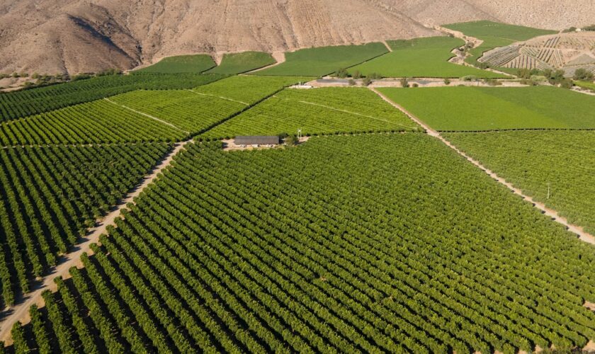 Pisco Valley