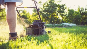 Gardening expert's essential tips to ensure green and healthy lawn next spring