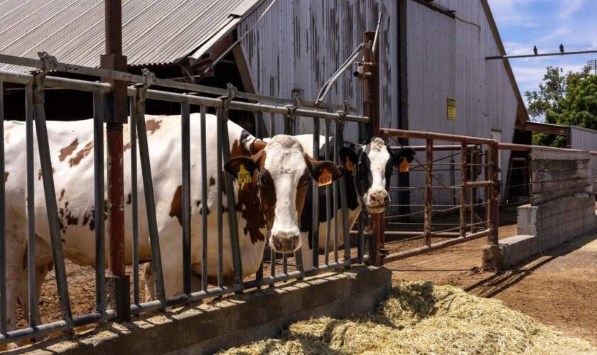 Des scientifiques pourraient avoir trouvé une solution radicale pour rendre votre hamburger moins nocif pour la planète