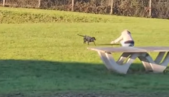 À Roissy, Amalka, la chienne perdue dans l’aéroport, a été retrouvée après 9 jours de recherches inédites