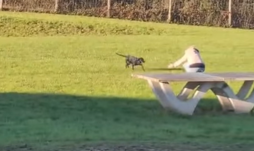 À Roissy, Amalka, la chienne perdue dans l’aéroport, a été retrouvée après 9 jours de recherches inédites