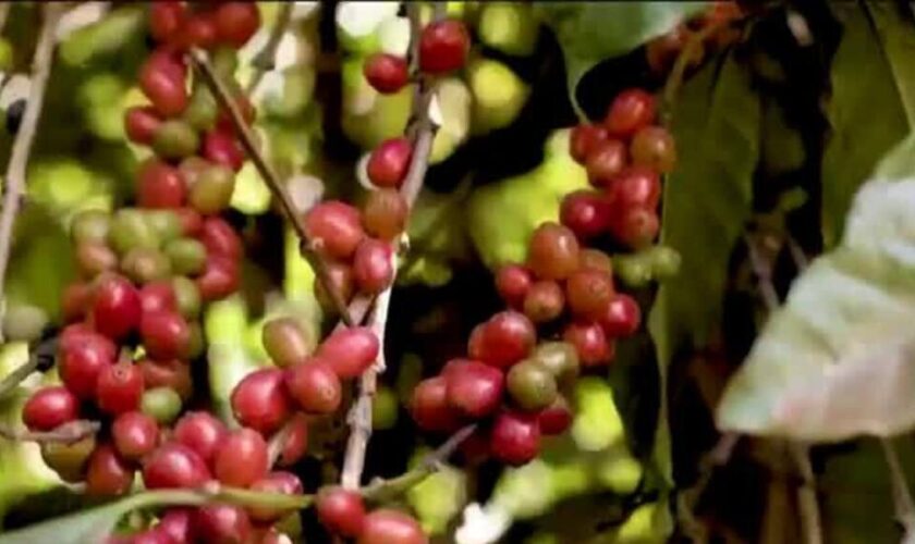 Brésil : le prix du café au plus haut depuis 50 ans, victime de la sécheresse