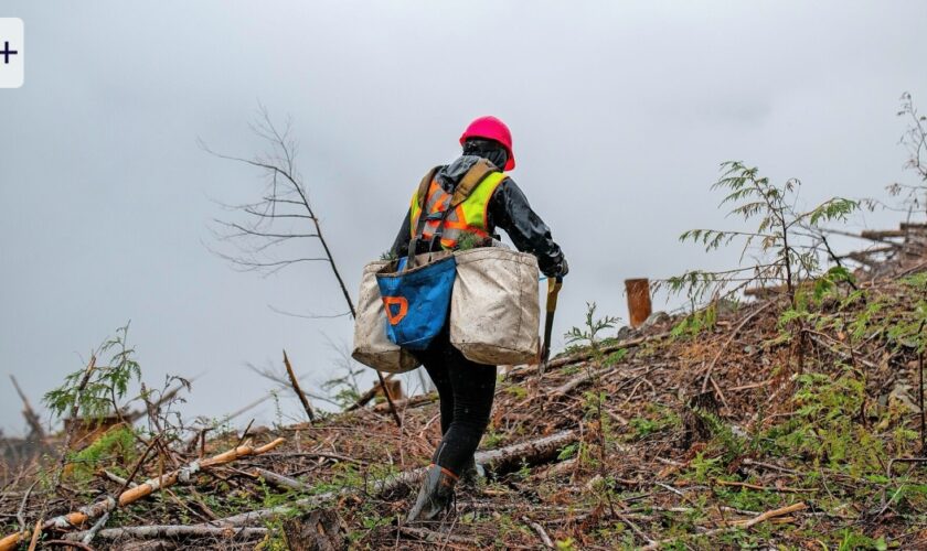 Wie man künftig Klimaschutz kaufen kann