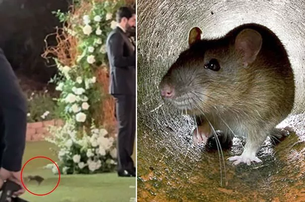 Moment rat interrupts groom's emotional wedding vows in front of stunned friends and family